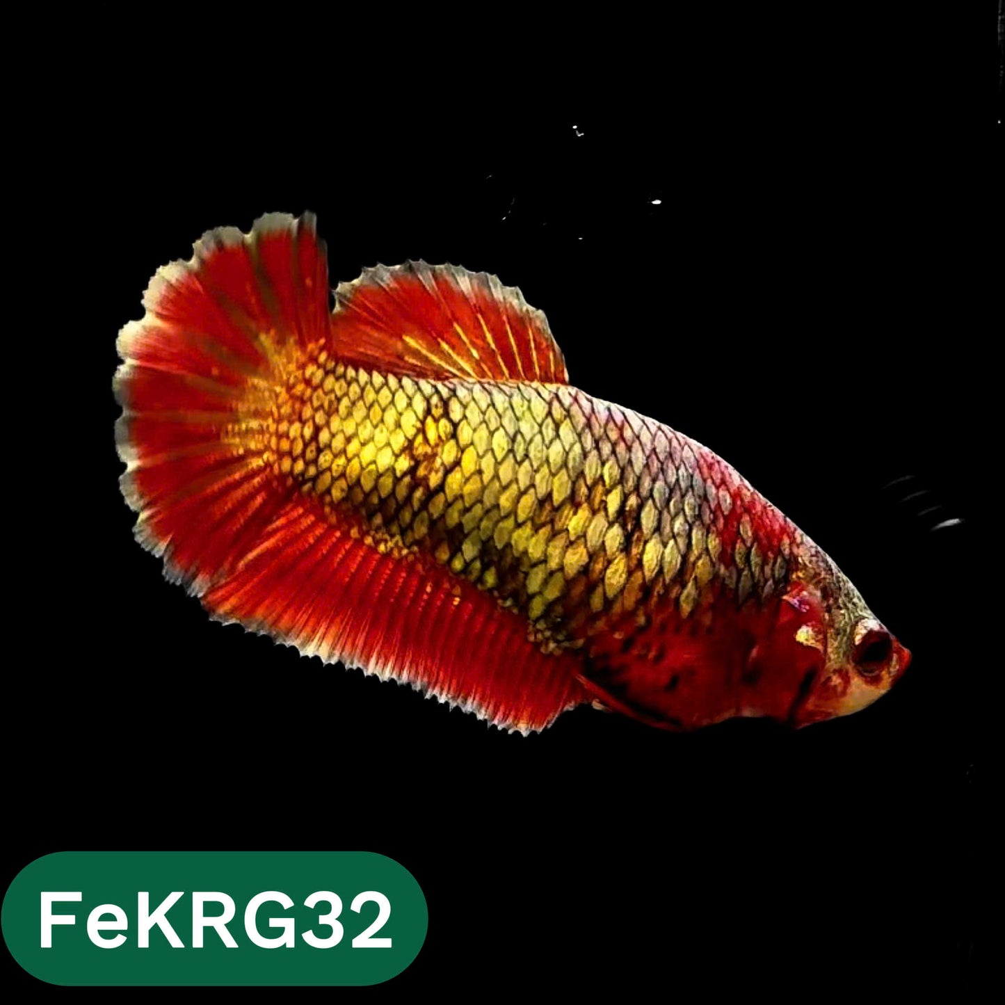 Koi Red Gold Female Betta Fish | You Pick Fish | High Grade