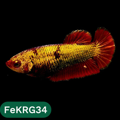 Koi Red Gold Female Betta Fish | You Pick Fish | High Grade