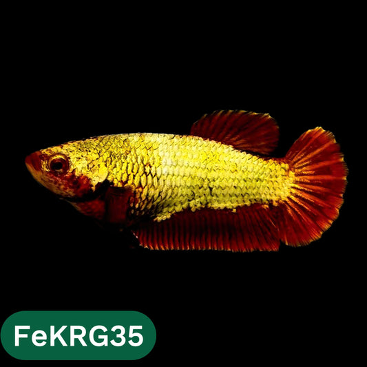 Koi Red Gold Female Betta Fish | You Pick Fish | High Grade