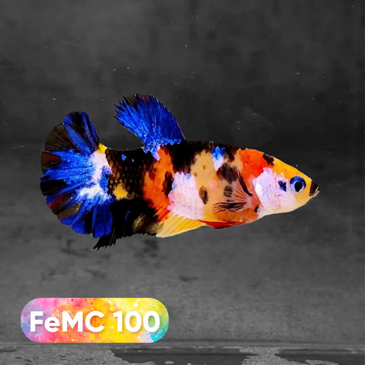 Multicolor Female Betta Fish | You Pick Fish | High Grade