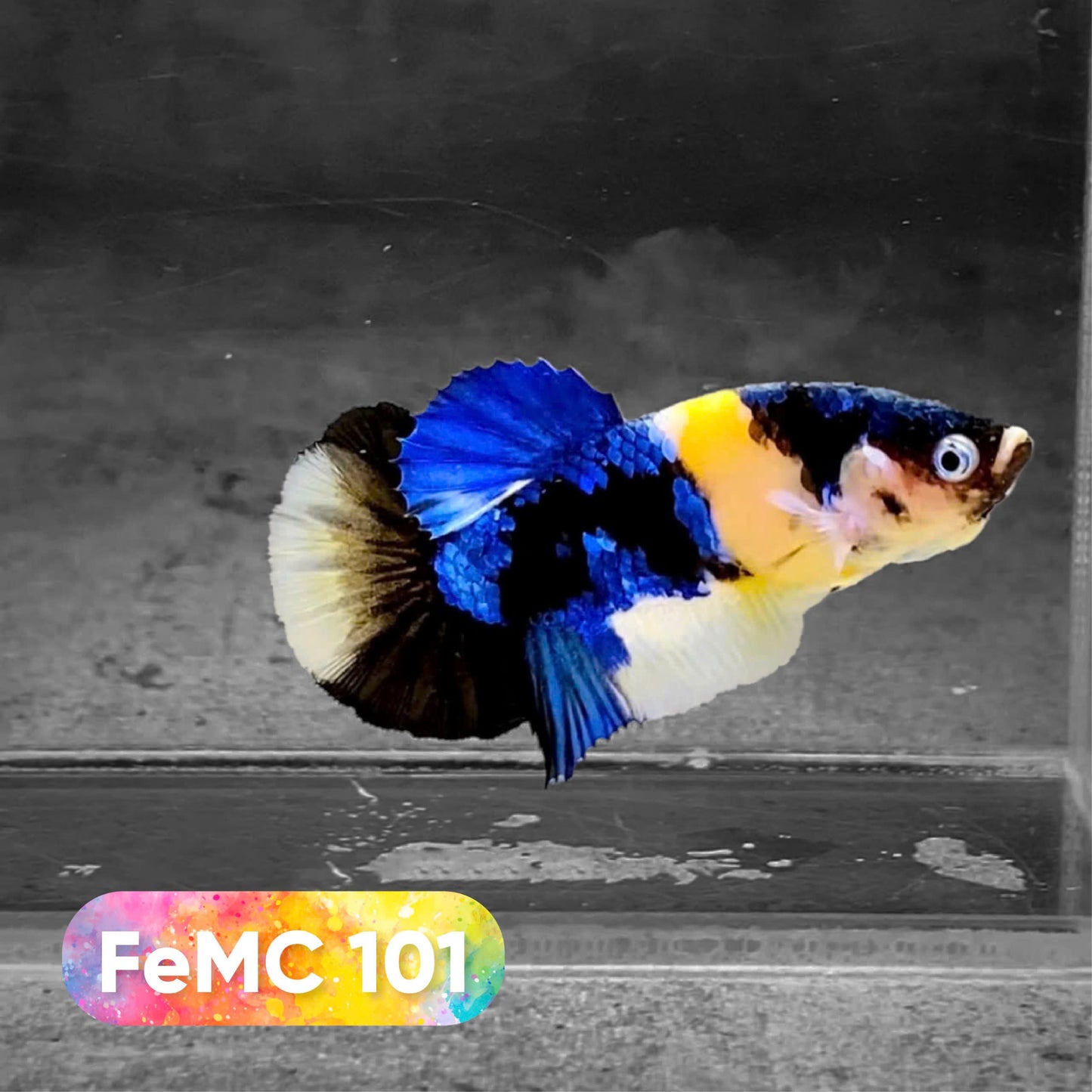 Multicolor Female Betta Fish | You Pick Fish | High Grade