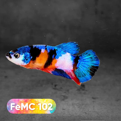 Multicolor Female Betta Fish | You Pick Fish | High Grade