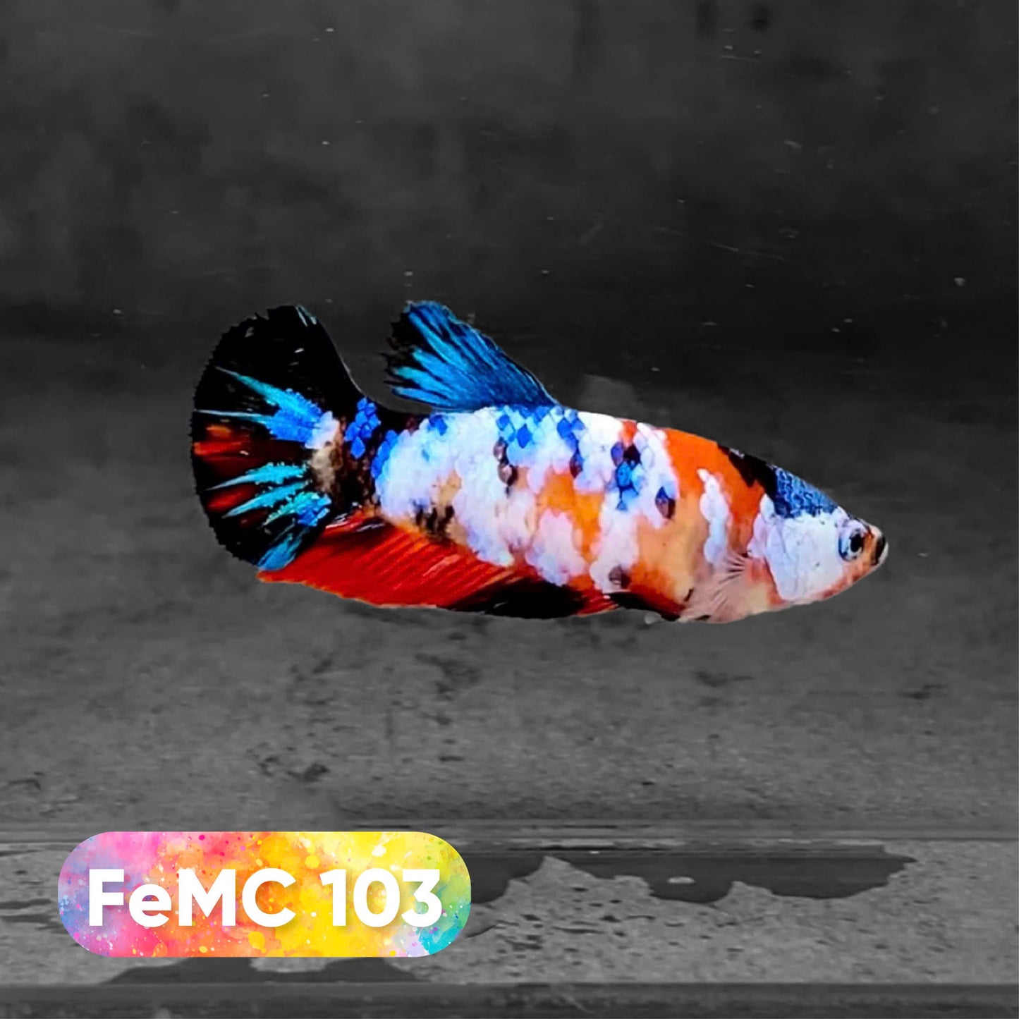 Multicolor Female Betta Fish | You Pick Fish | High Grade