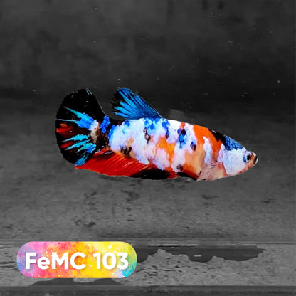 Multicolor Female Betta Fish | You Pick Fish | High Grade