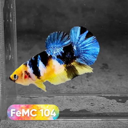 Multicolor Female Betta Fish | You Pick Fish | High Grade