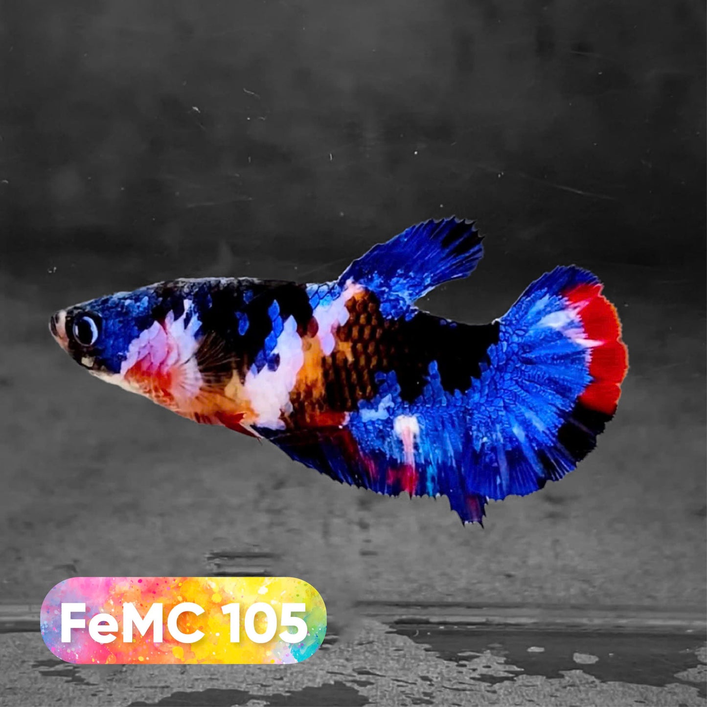 Multicolor Female Betta Fish | You Pick Fish | High Grade