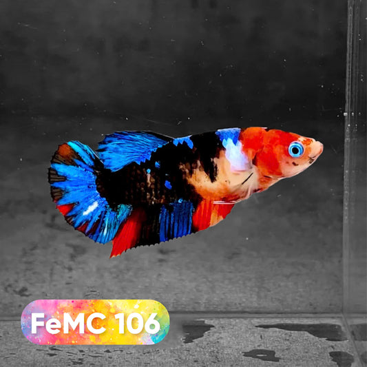 Multicolor Female Betta Fish | You Pick Fish | High Grade