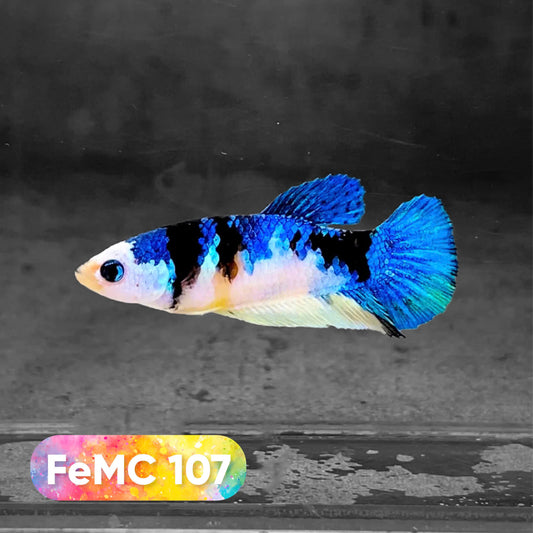 Multicolor Female Betta Fish | You Pick Fish | High Grade