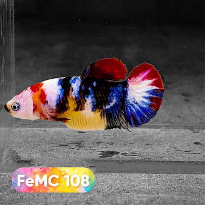 Multicolor Female Betta Fish | You Pick Fish | High Grade