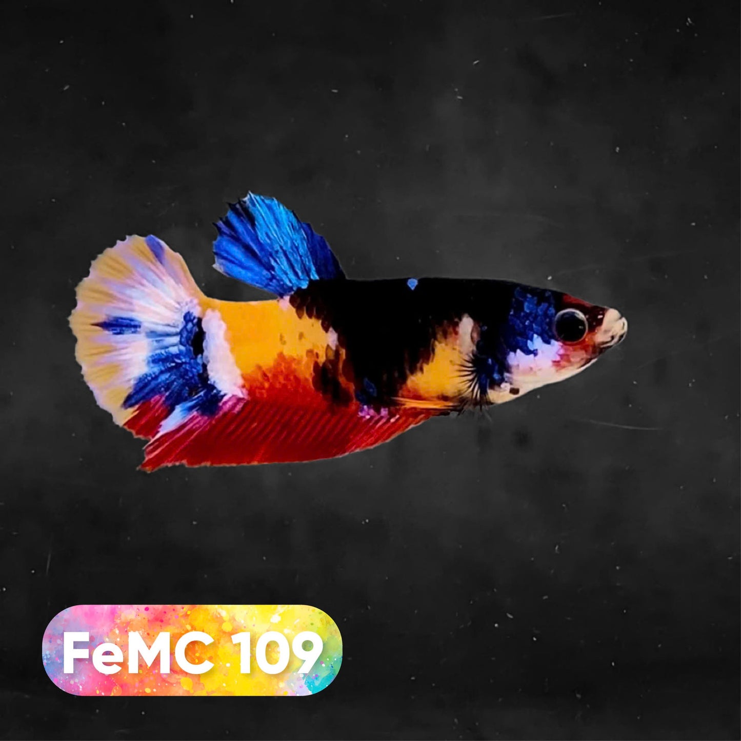 Multicolor Female Betta Fish | You Pick Fish | High Grade