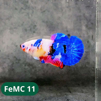 Multicolor Female Betta Fish | You Pick Fish | High Grade