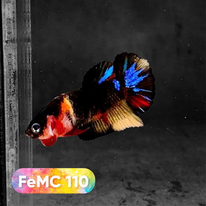 Multicolor Female Betta Fish | You Pick Fish | High Grade