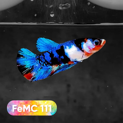 Multicolor Female Betta Fish | You Pick Fish | High Grade
