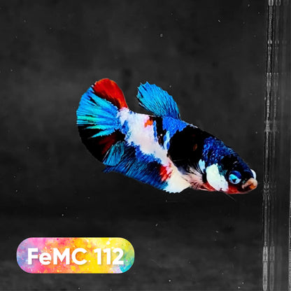 Multicolor Female Betta Fish | You Pick Fish | High Grade