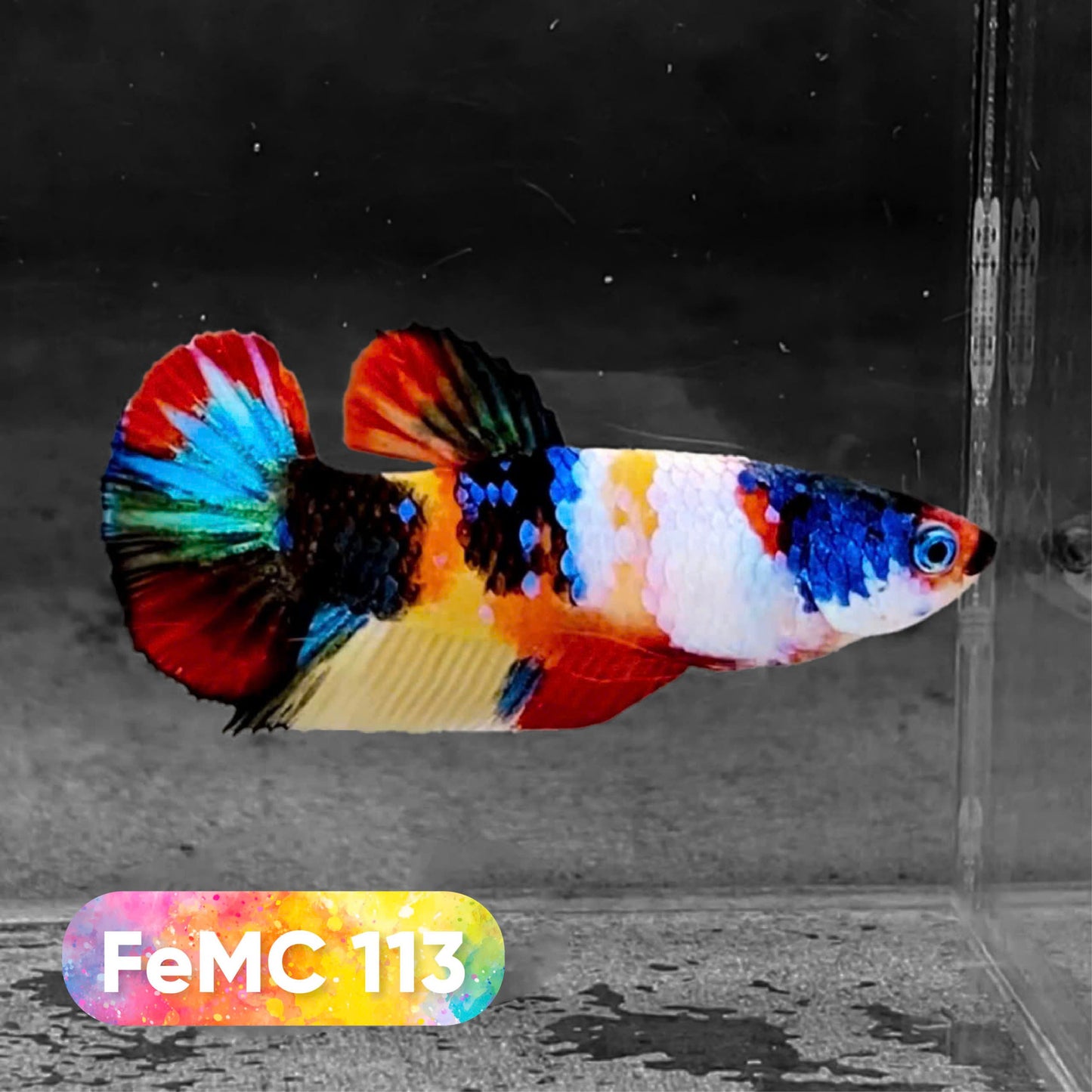 Multicolor Female Betta Fish | You Pick Fish | High Grade