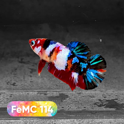 Multicolor Female Betta Fish | You Pick Fish | High Grade