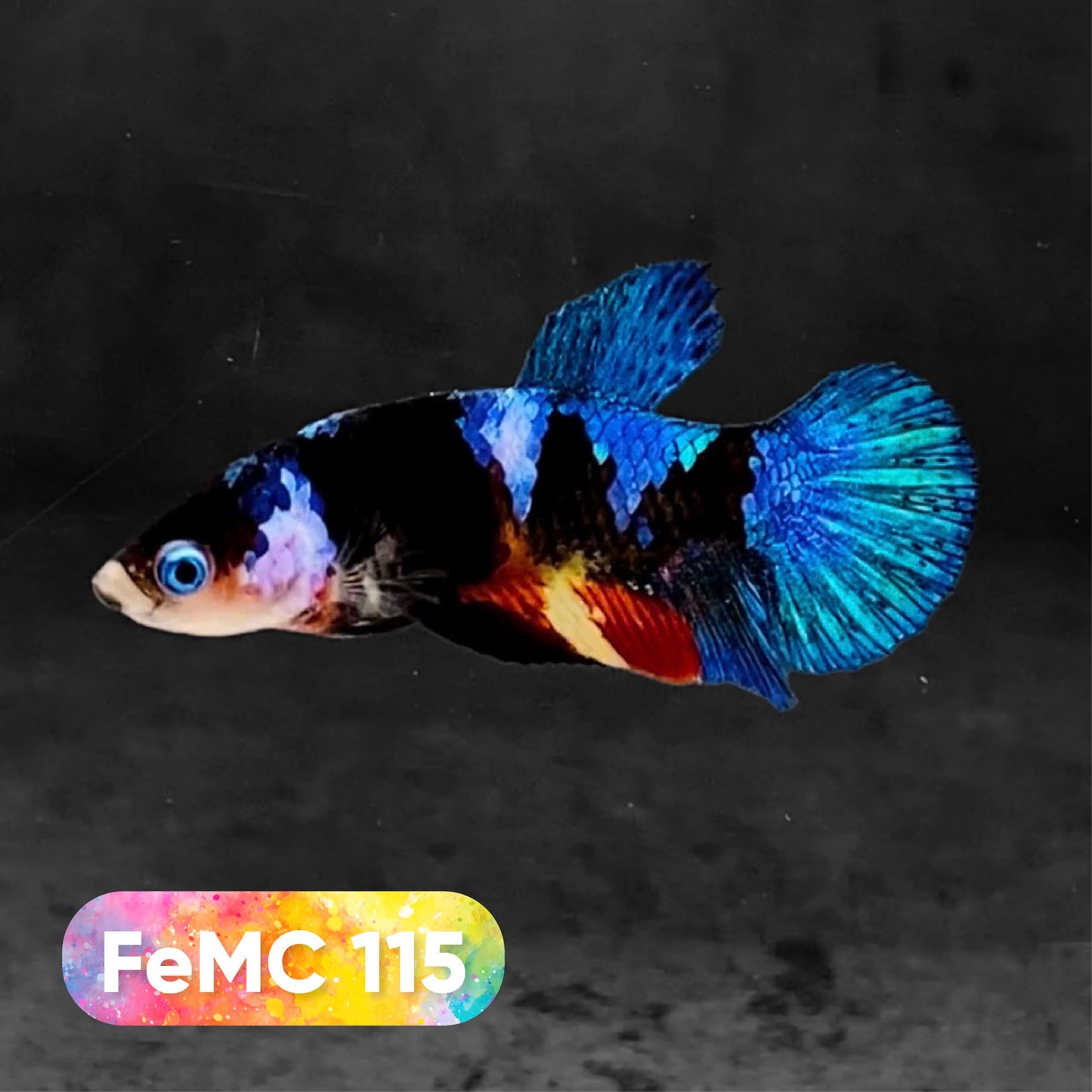 Multicolor Female Betta Fish | You Pick Fish | High Grade