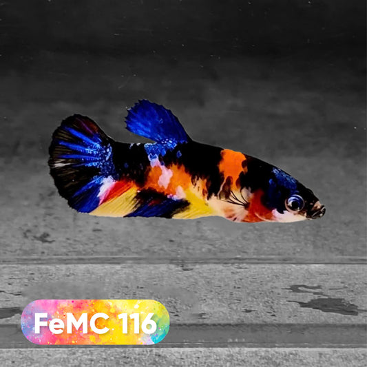 Multicolor Female Betta Fish | You Pick Fish | High Grade
