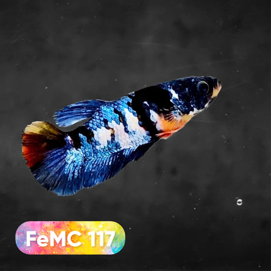 Multicolor Female Betta Fish | You Pick Fish | High Grade