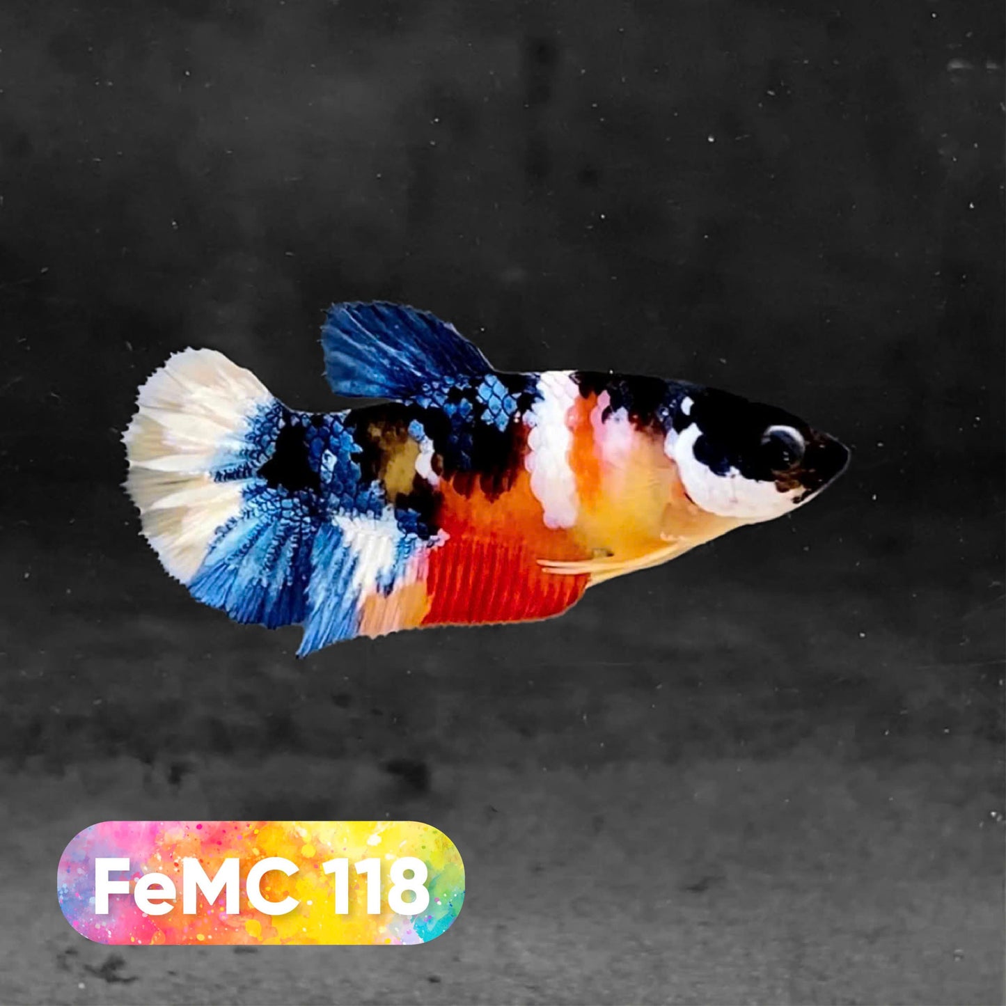 Multicolor Female Betta Fish | You Pick Fish | High Grade