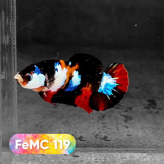 Multicolor Female Betta Fish | You Pick Fish | High Grade