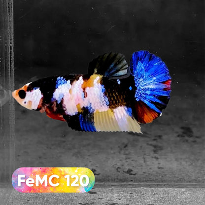 Multicolor Female Betta Fish | You Pick Fish | High Grade