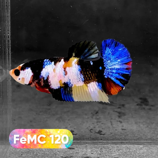 Multicolor Female Betta Fish | You Pick Fish | High Grade
