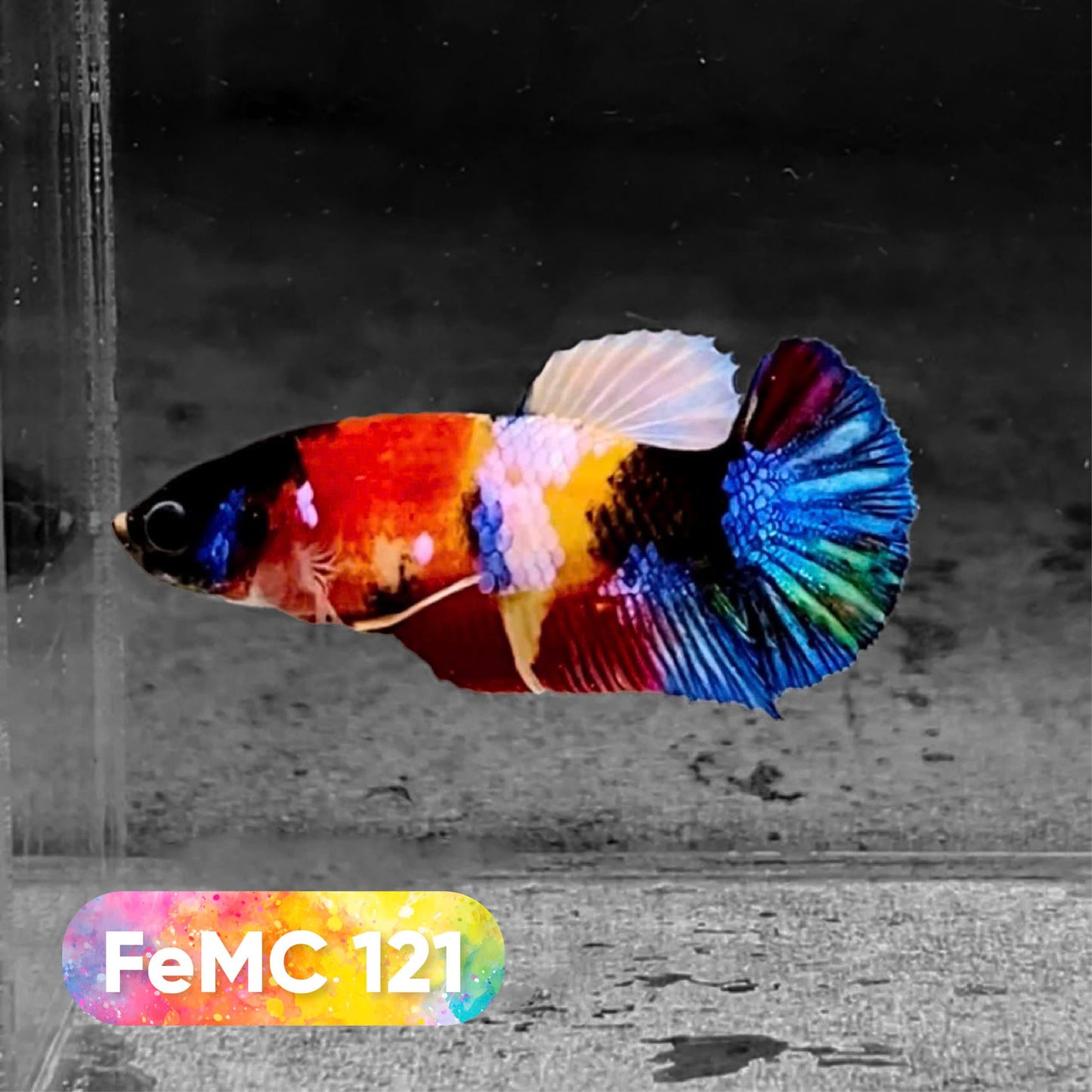 Multicolor Female Betta Fish | You Pick Fish | High Grade