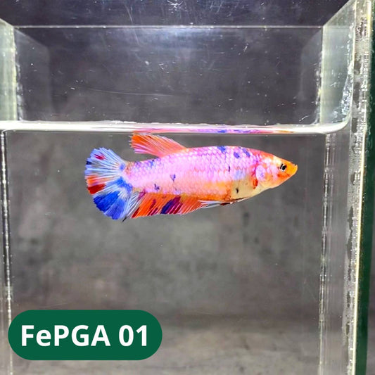Queen Giant Female Betta Fish | You Pick Fish | High Grade