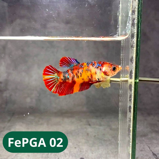 Queen Giant Female Betta Fish | You Pick Fish | High Grade