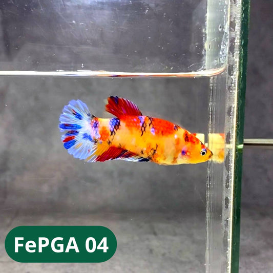 Queen Giant Female Betta Fish | You Pick Fish | High Grade