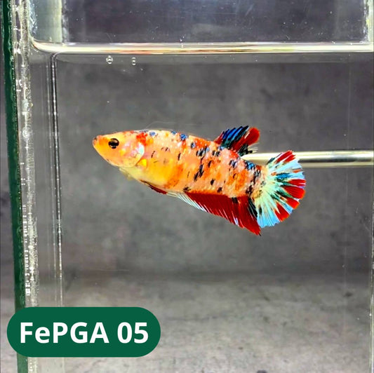 Queen Giant Female Betta Fish | You Pick Fish | High Grade