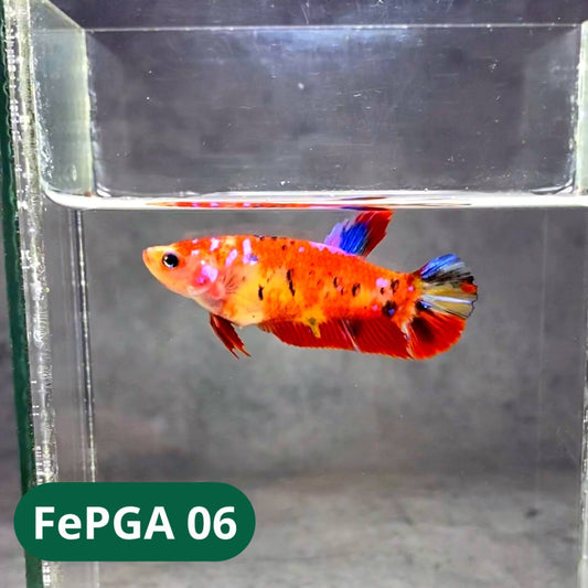 Queen Giant Female Betta Fish | You Pick Fish | High Grade