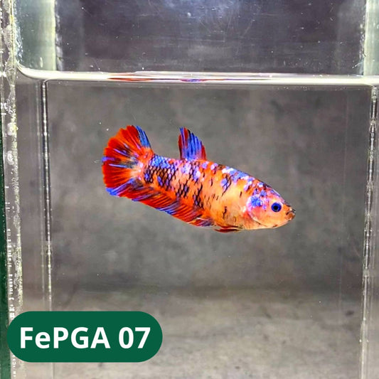 Queen Giant Female Betta Fish | You Pick Fish | High Grade