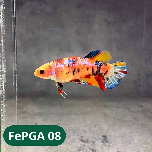 Queen Giant Female Betta Fish | You Pick Fish | High Grade