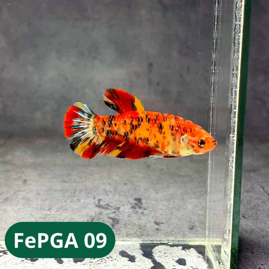 Queen Giant Female Betta Fish | You Pick Fish | High Grade