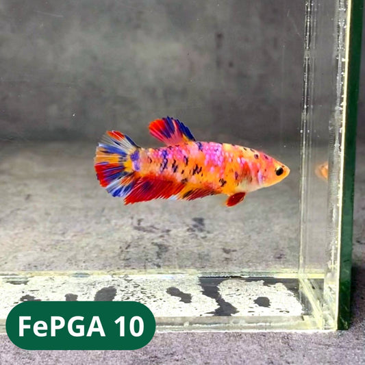 Queen Giant Female Betta Fish | You Pick Fish | High Grade