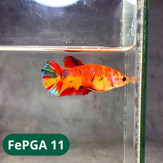 Queen Giant Female Betta Fish | You Pick Fish | High Grade