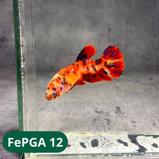 Queen Giant Female Betta Fish | You Pick Fish | High Grade