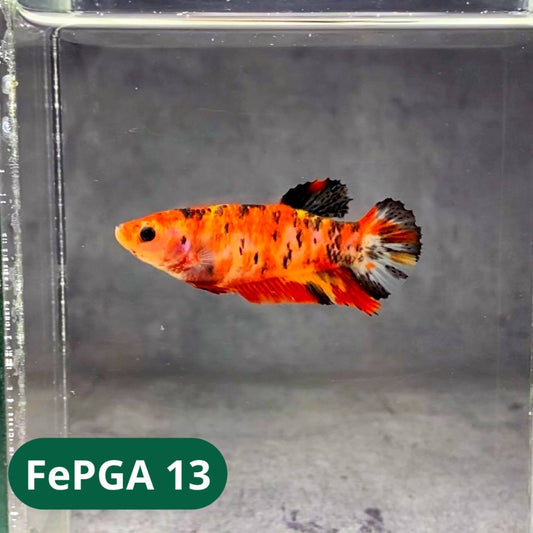 Queen Giant Female Betta Fish | You Pick Fish | High Grade