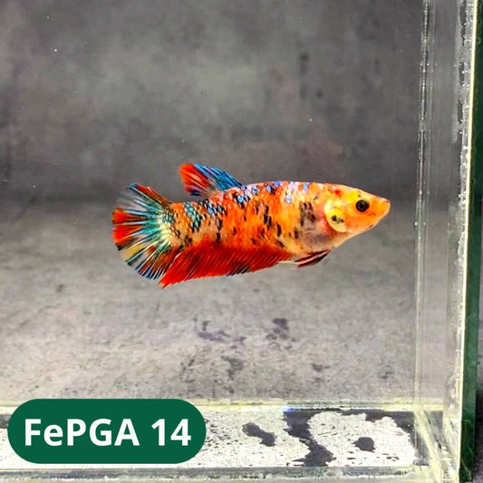 Queen Giant Female Betta Fish | You Pick Fish | High Grade