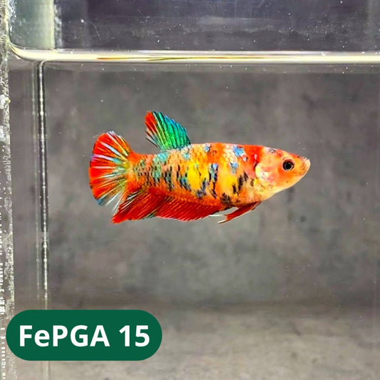 Queen Giant Female Betta Fish | You Pick Fish | High Grade