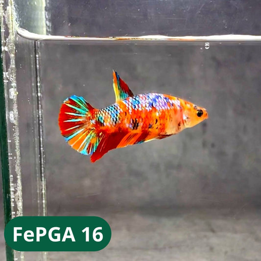 Queen Giant Female Betta Fish | You Pick Fish | High Grade