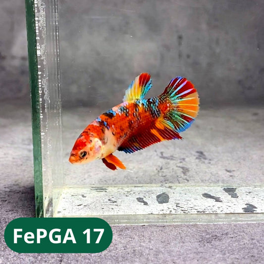 Queen Giant Female Betta Fish | You Pick Fish | High Grade