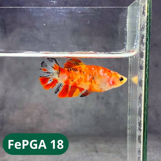 Queen Giant Female Betta Fish | You Pick Fish | High Grade
