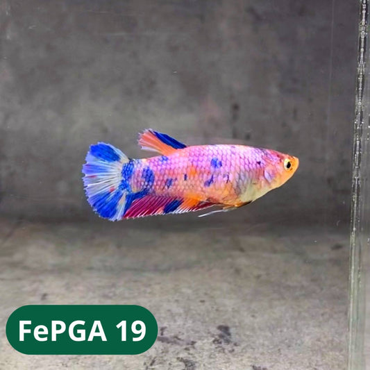 Queen Giant Female Betta Fish | You Pick Fish | High Grade