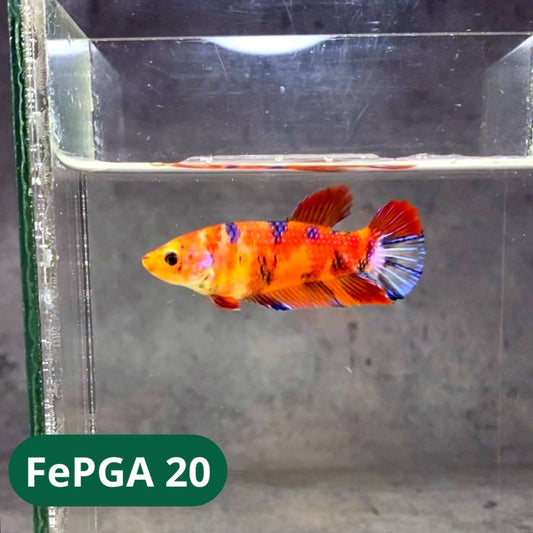 Queen Giant Female Betta Fish | You Pick Fish | High Grade