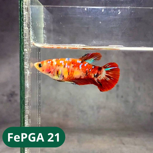 Queen Giant Female Betta Fish | You Pick Fish | High Grade