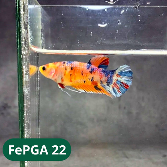 Queen Giant Female Betta Fish | You Pick Fish | High Grade