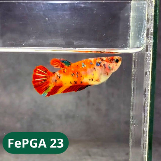 Queen Giant Female Betta Fish | You Pick Fish | High Grade